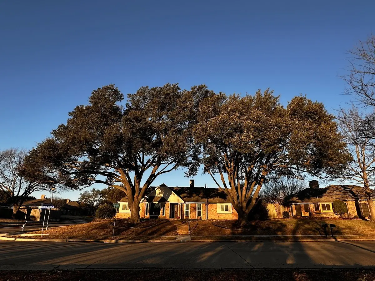 Established residential canopy tree shading a home in Belle